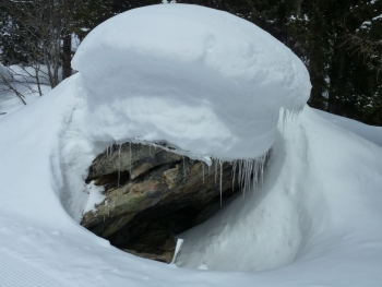 schneehaube