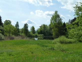Wildert