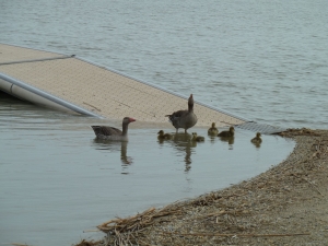 neusiedler see