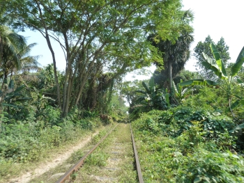 Bamboo train