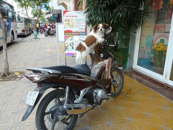 Vietnamesischer Rollerfahrer