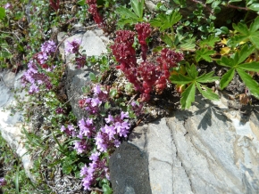 Alpenblumen