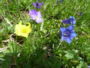 alpenblumen