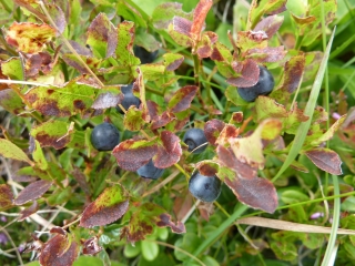 Heidelbeeren