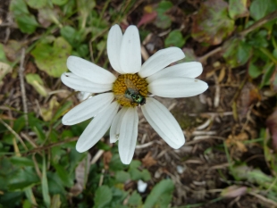 Margrietli mit Fliege