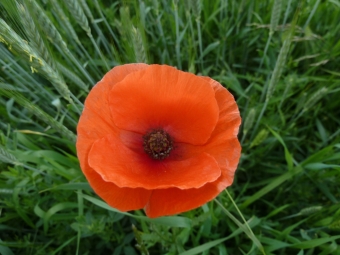 Mohn