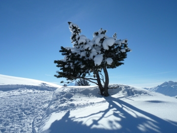 baum mit schnee