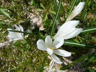 krokusse